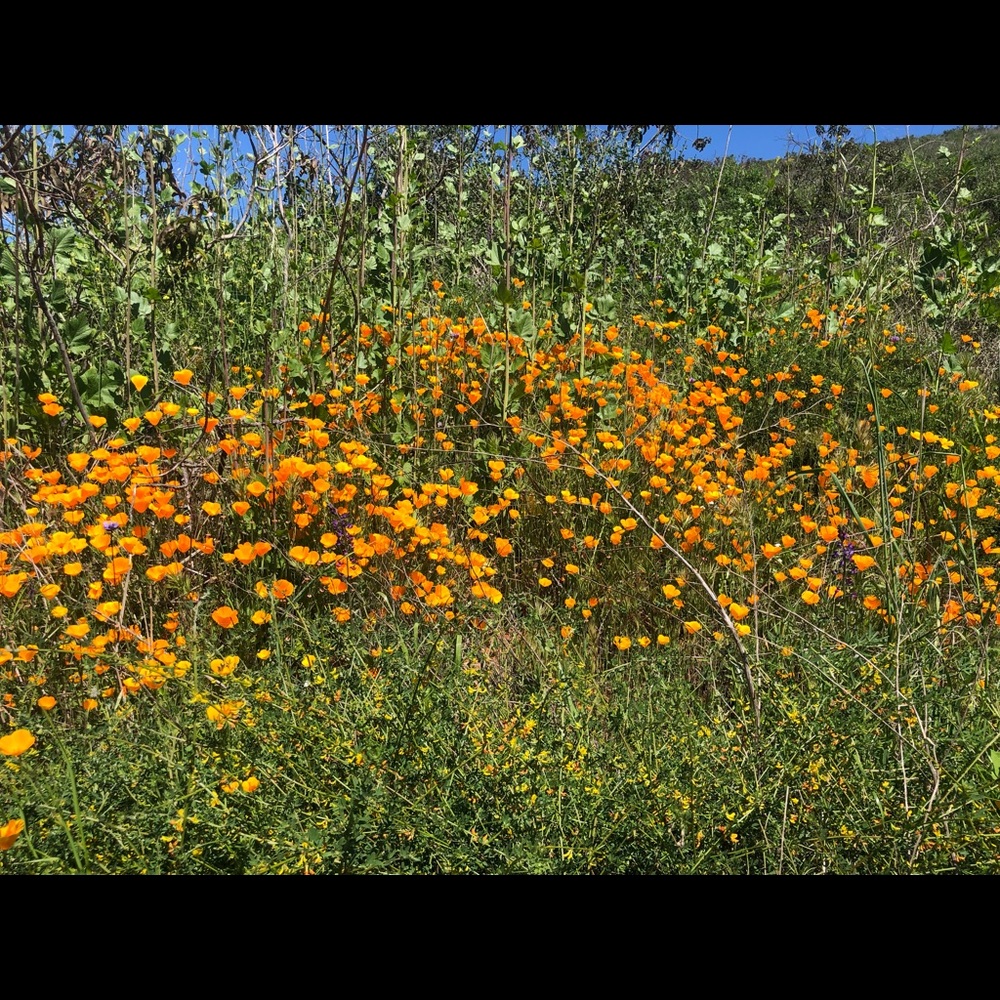 Meet your Posher, Julia